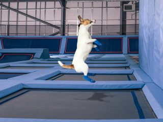 Airspace Doggy best april fools pranks