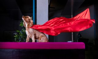 Super Harvey Super Harvey the dog with a red cape