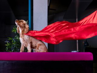 Super Harvey Super Harvey the dog with a red cape