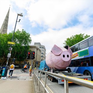 Orchird Pig on the move