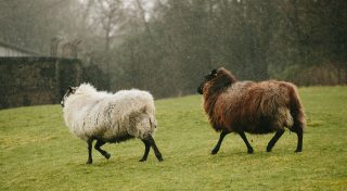 Photo of two sheep running