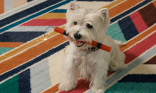Ladder Insurance still frame from an ad showing a puppy holding a stick of dynamite
