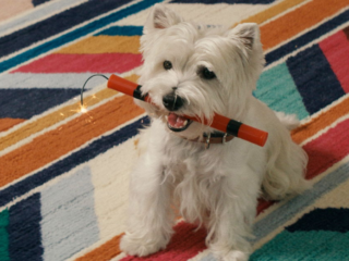 still frame from an ad showing a puppy holding a stick of dynamite